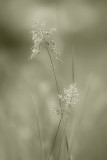 B&W / Sepia