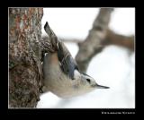 White-breasted Nuthatch