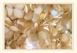 Papery Snowflakes