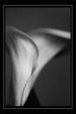 Alluring