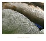 Feather by Feather