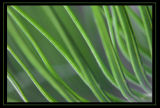 Pine