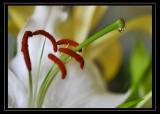 Nectar