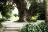 Old Tree in Terra Nostra Park