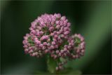 Pinkn Green
