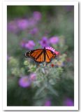 Butterfly Garden II