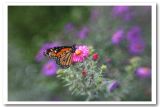 Butterfly Garden