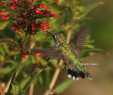 ruby throated male 0020 2 8-19-08.jpg