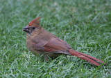 cardinal juvie male 0125 8-17-08.jpg