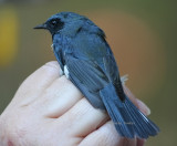 black-throated blue warbler 0029 10-4-08.jpg