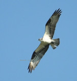 Osprey 0043 10-4-08.jpg