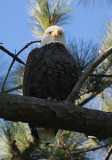 11-1-08 female 0412 2.jpg