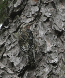 yellow bellied sapsucker juvie maybe