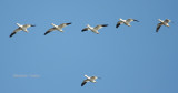 snow geese 0305 11-28-08.jpg