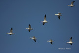 snow geese 0350 11-28-08.jpg