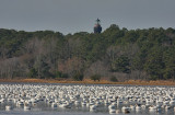snow geese  lighthouse 0253 11-28-08.jpg