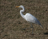 2-7-09 0149 Great Egret.jpg