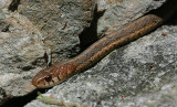 4-4-09 snake 0414.jpg