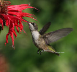 7-2-09 hummingbird 0863.jpg