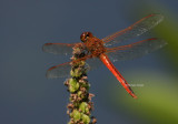 7-4-09 dragonfly orange 2261 .jpg