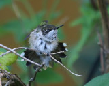 7-10-09 ruby throated hummingbird juvie 3679.jpg