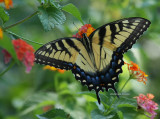 8-9-09 Eastern Tiger Swallowtail 0208.jpg