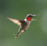 8-24-09 ruby throated hummingbird male 1537 .jpg