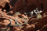 big horn sheep young 4117 .jpg