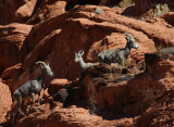 Big Horn Sheep young 4105.jpg