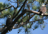 10-09-09 eagle pair 4793.jpg