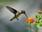 7-31-09 ruby throated hummingbird 157.jpg
