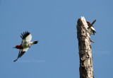 7-11-2010-3935-red-head-Jamestown.jpg