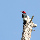 7-11-2010-3949-red-headed-Jamestown.jpg