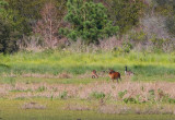 8-25-10-9822-sika-deer.jpg