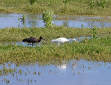 8-25-10-9809-ibis--cattle-egret.jpg