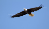 9-9-10-2905-Jamestown-eagle.jpg