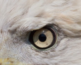 4960-2-eagle-eye.jpg