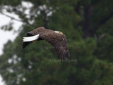9-26-10 5459 eagle male.jpg