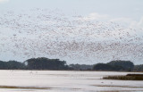 11-26-10 6650 snow geese 1st day cloudy.jpg