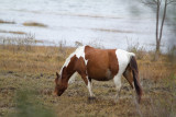 11-26-10 6592 Chincoteague Pony.jpg