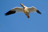 11-27-10 6965 snow goose.jpg