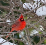 12-27-10 9582 cardinal male snow .jpg