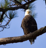 12-31-10 9939 male eagle.jpg