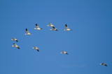 1-9-11 1274 snow geese.jpg