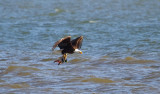 1-15-11 2545 Jamestown eagle - mallard.jpg