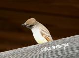 0217 ash throated flycatcher 11-20-05.jpg