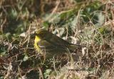  pine warbler 0016 12-12-05.jpg