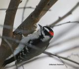 downy woodpecker 0022 1-8-05.jpg