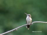 hummingbird 0087 yard 8-20-05 wm.jpg