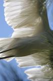 egret NBG 0168.jpg 3-5-06.jpg